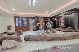 Gajah purba Nganjuk istimewa dengan 70 persen utuh