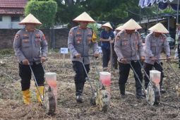 Polres Lamsel manfaatkan lahan tidur jadi areal pertanian produktif