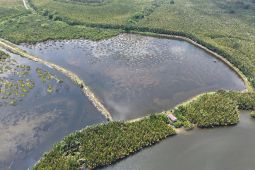 Kemenhut wujudkan desa mandiri peduli mangrove lewat pelatihan penyusunan perdes