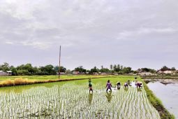 Tersedia 2.695 ton benih padi di NTB untuk masa tanam 2026