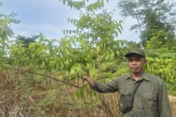PT REKI kembangkan bisnis pemanfaatan kawasan dengan agroforestry