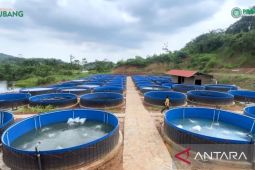 Subang miliki kawasan budi daya ikan air tawar dengan bioflok terbesar