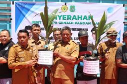 Pemkab Sidrap salurkan 11 ribu bibit kelapa genjah kepada petani