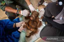 BKSDA dan YIARI menyelamatkan bayi Orangutan di area PETI Ketapang