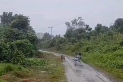 Harimau sumatra terekam video di Aceh Timur