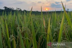 Diskatan Kuningan menargetkan produksi padi surplus 120 ribu ton