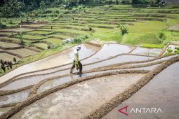 Kontribusi sektor pertanian terhadap perekonomian nasional