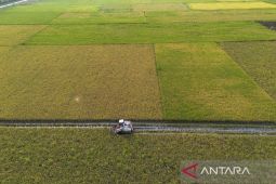 Target produksi beras nasional 2026