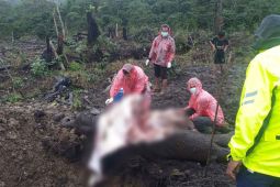 Anak Gajah Sumatra mati keracunan di Bener Meriah, BKSDA Aceh temukan pestisida di lokasi