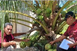 Tim Verifikasi Lapangan Pastikan Kelapa Bido Layak Jadi Indikasi Geografis