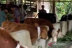 DPKHP Cianjur memperketat pengawasan proses pemotongan hewan di RPH