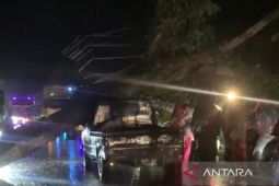 Dua mobil tertimpa pohon tumbang di Aceh Timur