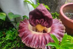 Warga Mataram dihebohkan kemunculan bunga berbau bangkai