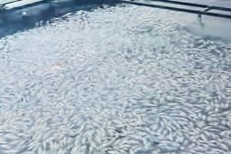 Dampak hujan-angin kencang, delapan ton ikan di Danau Maninjau mati