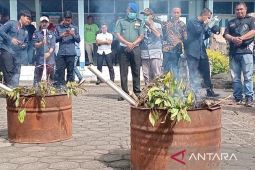 TNGGP memastikan tanaman Khat ditemukan di luar taman nasional