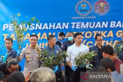 BNNK Cianjur memusnahkan 75 batang tanaman khat dari Pasirsumbul