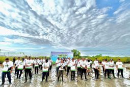 PLN tanam 5.100 pohon mangrove di Benoa jaga kawasan pesisir