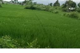 Pemilik lahan KP2B di Mataram bakal dapat insentif