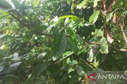 Pemkab Bangka catat kasus kebakaran hutan menurun dalam dua tahun terakhir