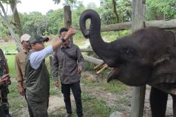 Menhut berterima kasih ke warganet dukung restorasi TN Tesso Nilo