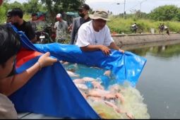 Polres Serang tebar 2.000 ekor nila merah untuk dukung ketahanan pangan