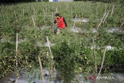 Indonesia, FAO push youth role in farming for food security