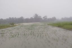 Seluas 6.259 hektare tanaman padi Langkat terdampak banjir