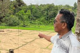 Ratusan hektare areal persawahan terdamoak banjir di Tapanuli Selatan