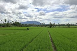 Nilai Tukar Petani Lampung tercatat naik 1,25 persen di November 2025