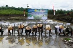 Realisasi luas tanam padi di Kalimantan Barat tembus 327.847 hektare