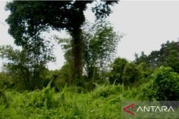 BPK Wilayah V temukan tanaman kapur barus di Kota Kapur