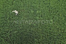 Jejak efisiensi pupuk di lumbung jagung