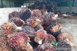 Harga TBS Kaltim turun imbas melemahnya harga CPO