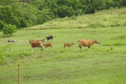 BBKSDA Jabar perkuat reintroduksi banteng jawa di Pangandaran