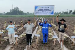 PG Ngadirejo tanam tebu bongkar ratoon seluas 12.500 ha