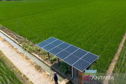 Pemkab Indramayu mencatat produksi padi capai 1,63 juta ton