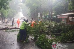 Pemkot Jaktim bergerak cepat evakuasi belasan pohon tumbang pada Selasa sore