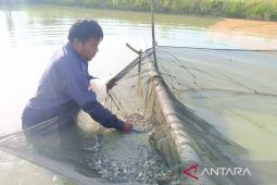 Kaltim maksimalkan Kampung Budidaya Nila untuk ketahanan pangan