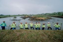 BNCT rehabilitasi 22 hektare lahan sawit jadi kawasan mangrove
