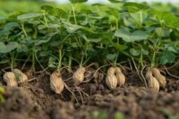 Kemenkum Malut sebut Kacang Pandanga Morotai masuk kekayaan intelektual komunal