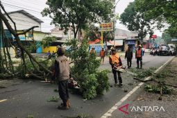 DLH Cianjur koordinasi bersama provinsi dan pusat pangkas pohon