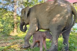 Kemenhut umumkan kelahiran seekor anak gajah di TN Way Kambas