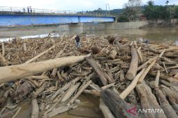 Pemeriksaan awal kayu banjir disebut kombinasi pohon tumbang
