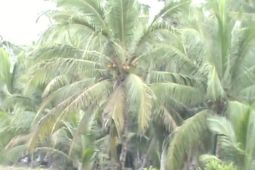 Pemkab Tanjab Barat berharap program hilirisasi kelapa terealisasi 2026