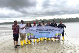 PT Timah tanam mangrove di Pantai Dudat Belitung