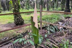 Bunga bangkai Titan Arum ditemukan mekar di perkebunan sawit Kotawaringin Timur