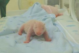 Taman Safari Indonesia umumkan kesuksesan reproduksi panda raksasa