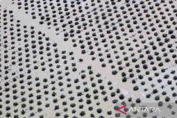 Peran gorengan dan kebiasaan minum kopi pada pembabatan hutan