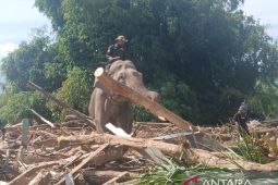 Update Bencana Aceh, Empat gajah jinak bantu bersihkan puing sisa banjir di Pidie Jaya
