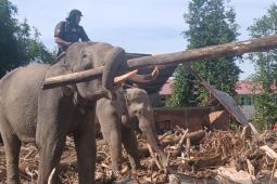 BKSDA kerahkan empat gajah untuk bersihkan puing kayu di Pidie Jaya